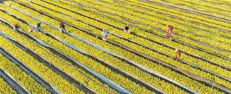 沭阳人口多少_中国县域常住人口排行榜:2县超200万,246县低于10万(2)